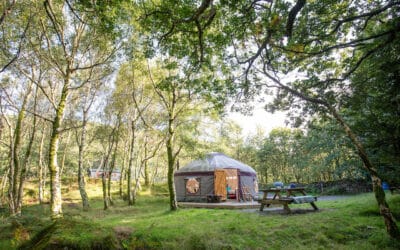 A yurt in a silver birch clearing with a picnic bench