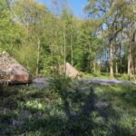 Bell tents pitched among bluebells in woodland at Wild Boar Wood, Sussex
