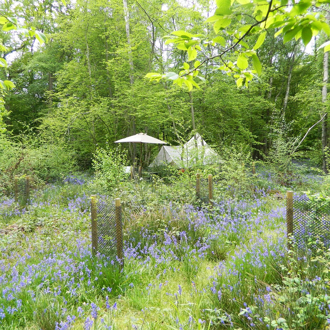 Glamping near Brighton in Sussex at Wild Boar Wood Campsite