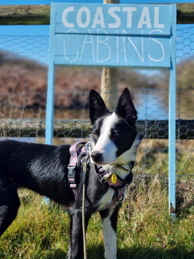 Pets at Coastal Cabins Hartland North Devon