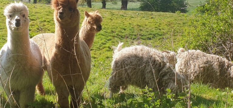 Shepp at Welltrough Farm cheshire