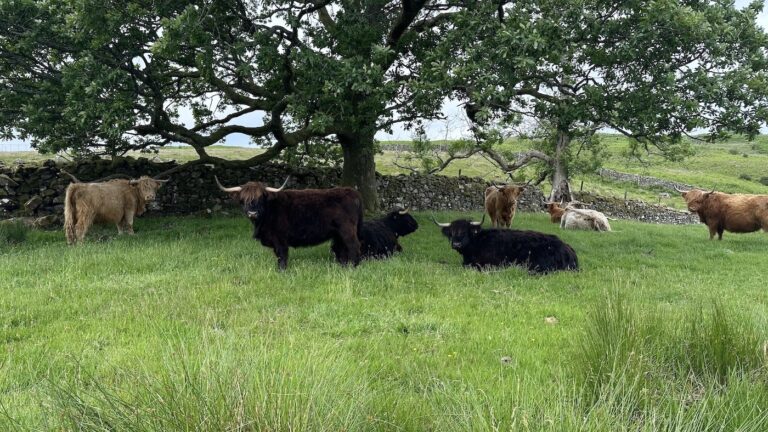 Highland cows at Kentmere Farm Pods