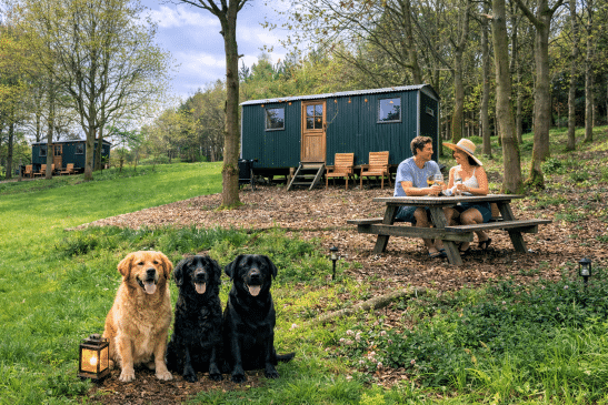 A man and a woman clink glasses at a wooden picnic table outside a green shepherd's hut while three dogs sit in the foreground next to a small lit lantern.