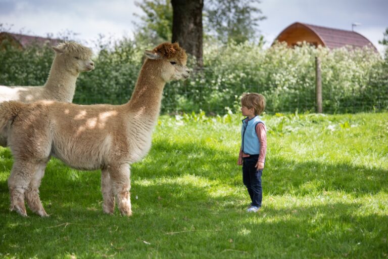 Alpaca and a child at Notgrove Holidays The Cotswolds