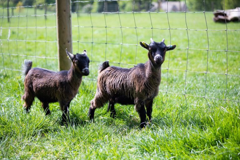 Alpacas at Notgrove Holidays The Cotswolds