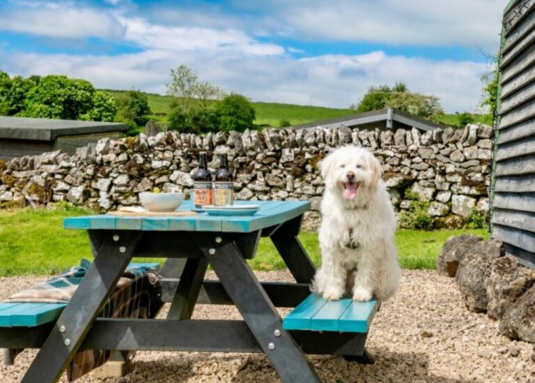 dog outside pet friendly accommodation at Hoe Grange Holidays Derbyshire