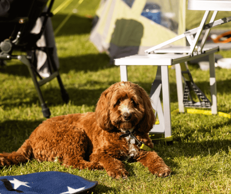 Cute brown/golden cocker-poo relaxing at Meadow Falls campsite,