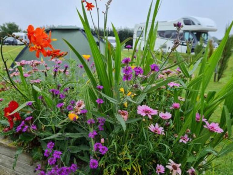 flowers at Looe Country Park Cornwall