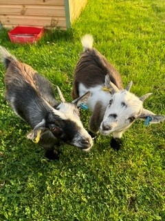 Animals at Oaktree Lane Farm Devon