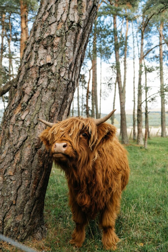 A highland Cow by a tree