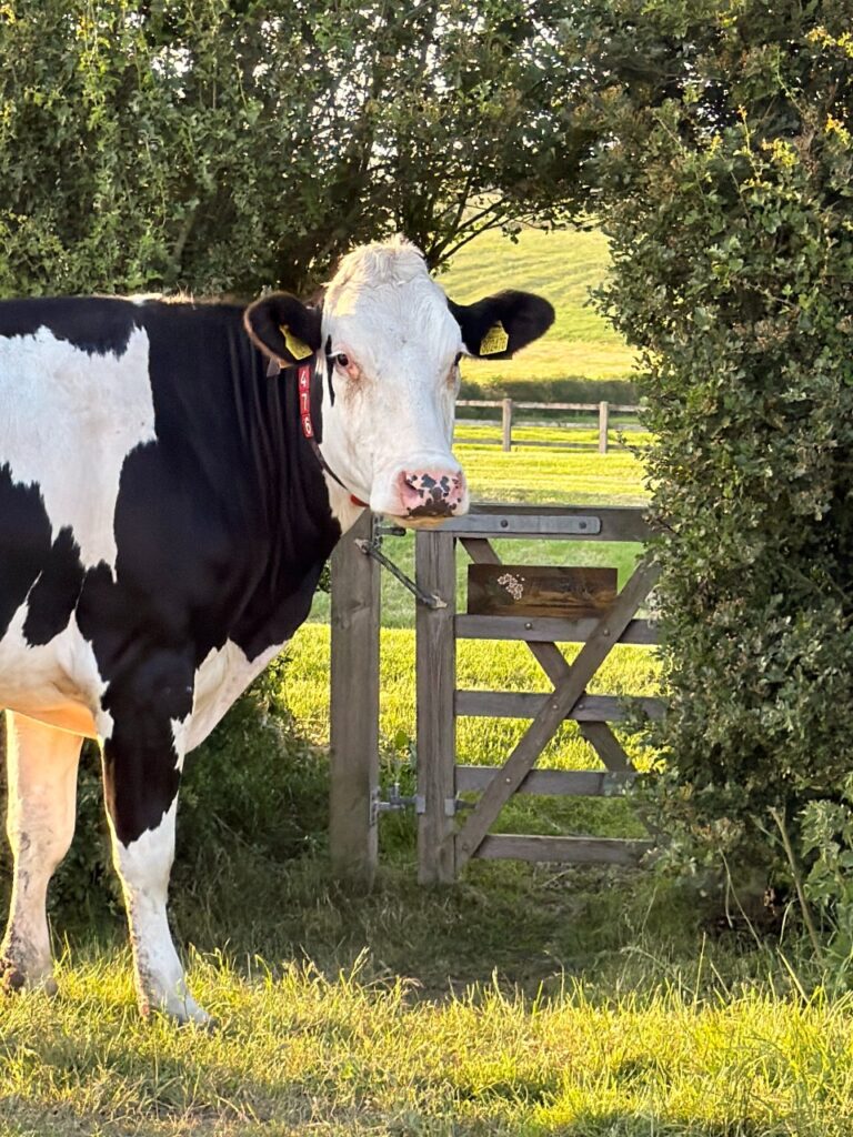 Cow at Welcome card at Village Farm Hideaway Leicestershire