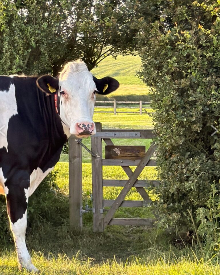 Cow at the gate at Village Farm Hideaway Leicestershire