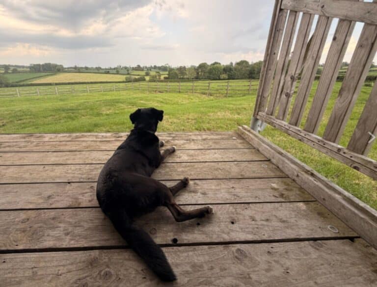 Dog on safari tent deck at Village Farm Hideaway Leicestershire