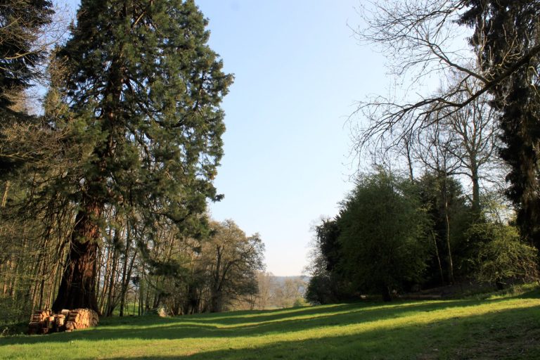 The hidden valley at Redwood Valley glamping, with the mighty redwood rising above the meadow