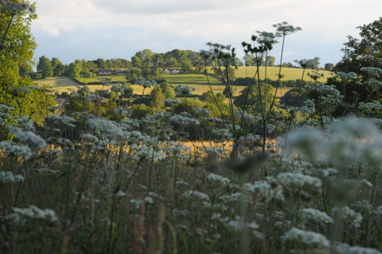 Wildflowers and the view across the valley from Redwood Valley glamping, Welsh borders