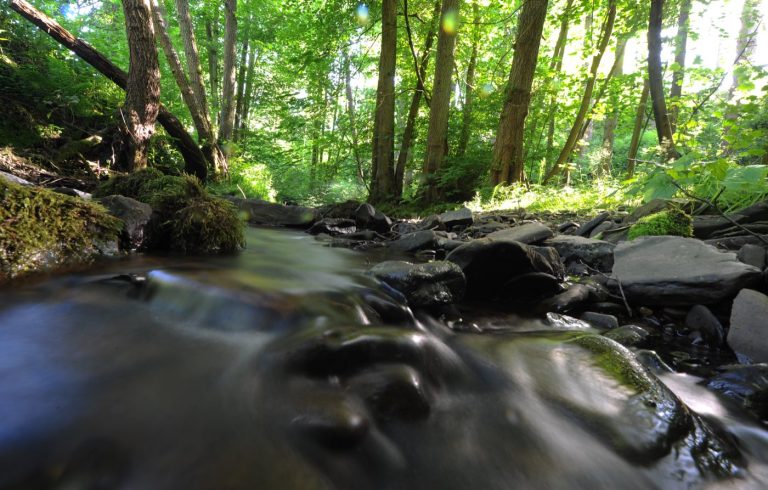 The brook running through the woodland at Redwood Valley, Presteigne