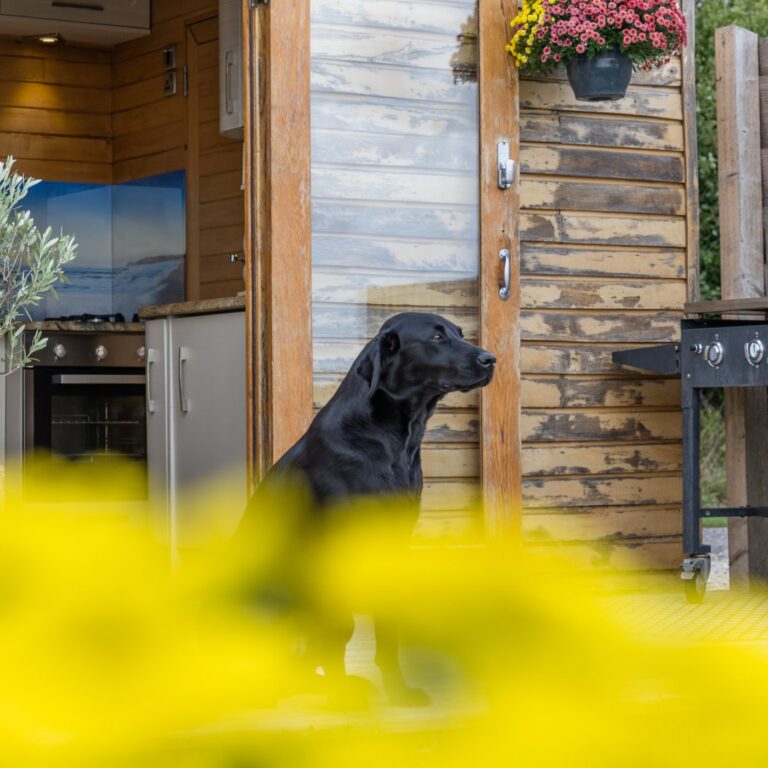 A dog in the doorway of Tinywood One — up to three dogs are welcome